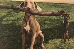 two dogs playing