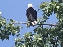 bald eagle