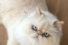 himalayan cat