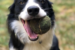 border collie