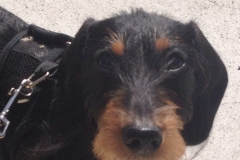 wire haired dachshund