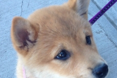 shiba inu