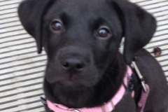 labrador retriever puppy