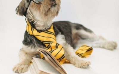 Puppy-Proofing Perfection: Crafting a Paw-fect Haven