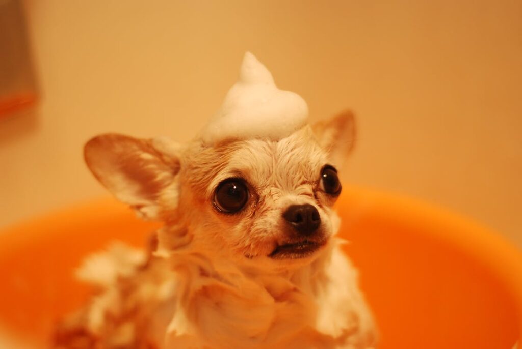 Caring for your dog
