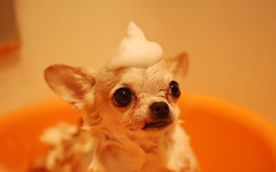 The Art of Dog Grooming: Keeping Your Pup Looking and Feeling Great!