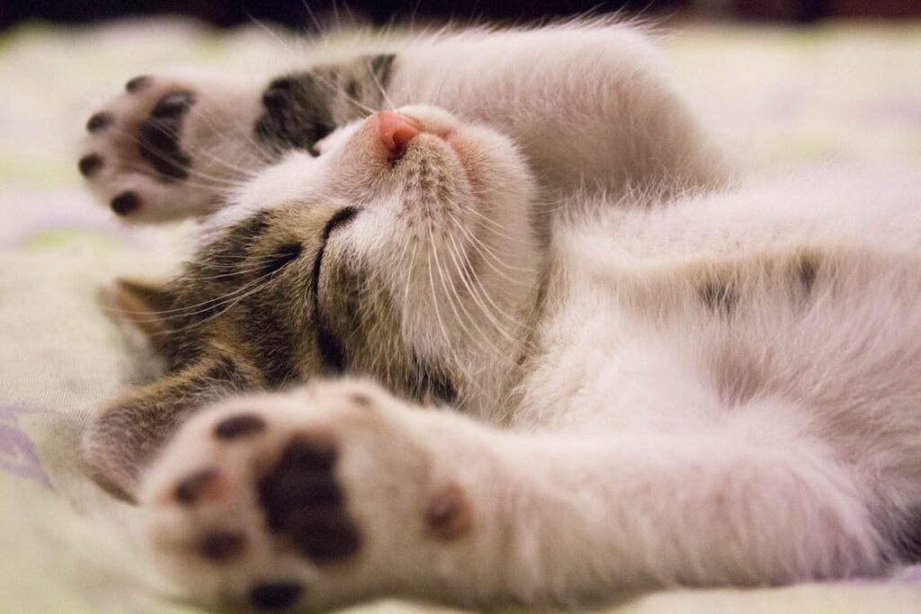 Happy Cat