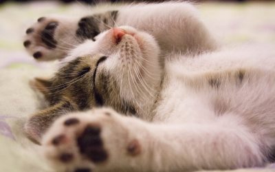 Pawsitive Purrs: Nurturing a Healthy and Happy Cat