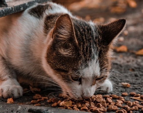 The ABCs of Pet Nutrition: Feeding Your Furry Friend for Optimal Health
