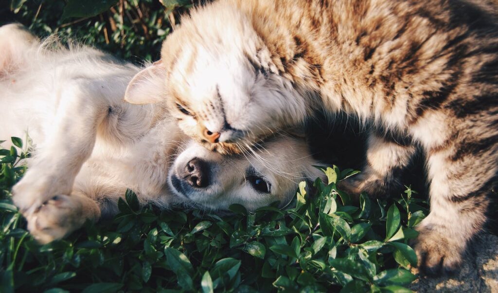Signs of illness in cats