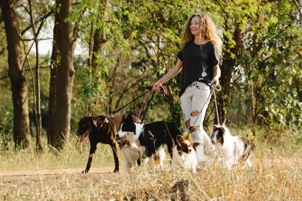 Benefits of regular dog walking