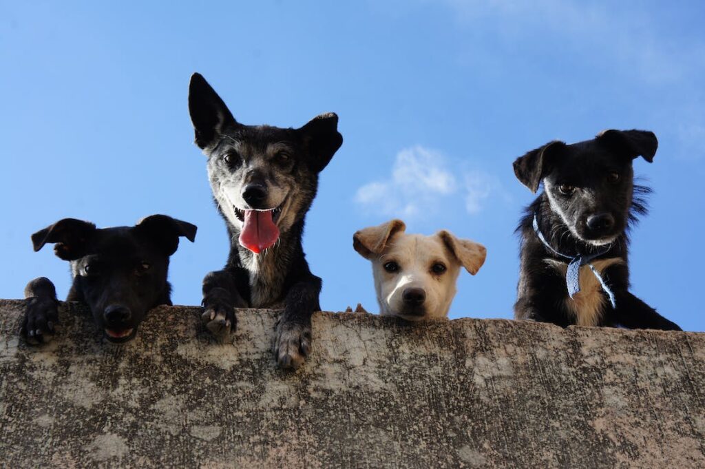 Decoding dog behavior