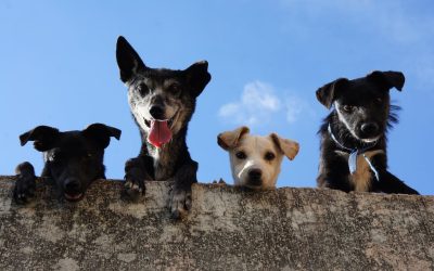 Decoding Pet Behavior: Understanding the Language of Your Furry Friend