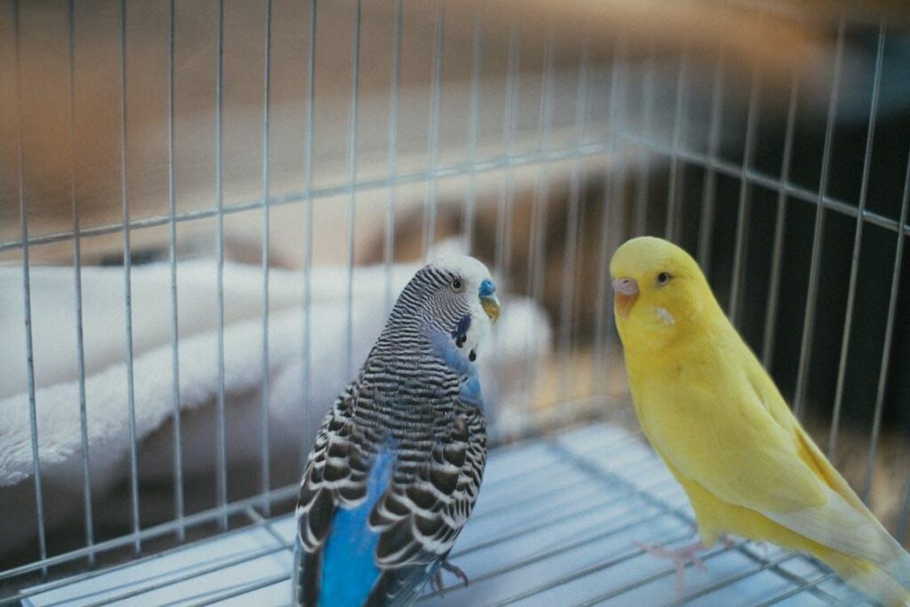 Pet care tips