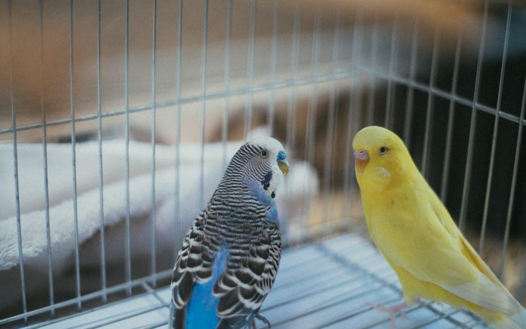 Avian Adventures: Pet Care Tips for Bird Lovers