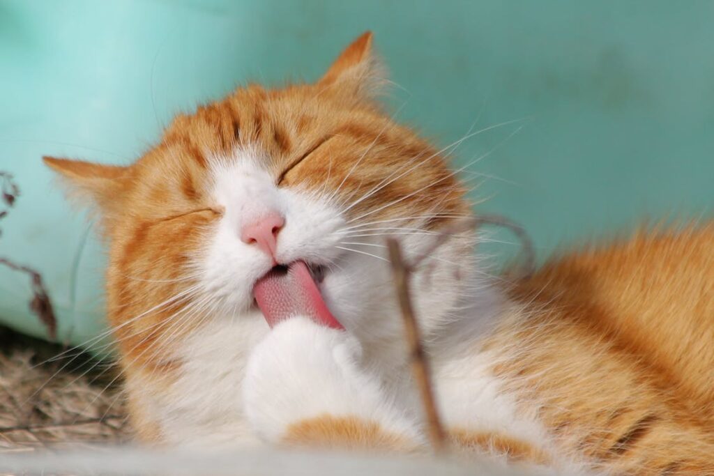 cat diseases