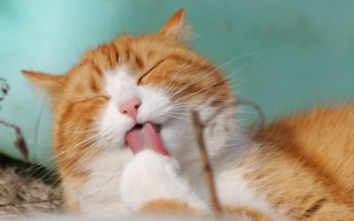 Feline Health Alert: Common Cat Diseases Every Owner Should Know