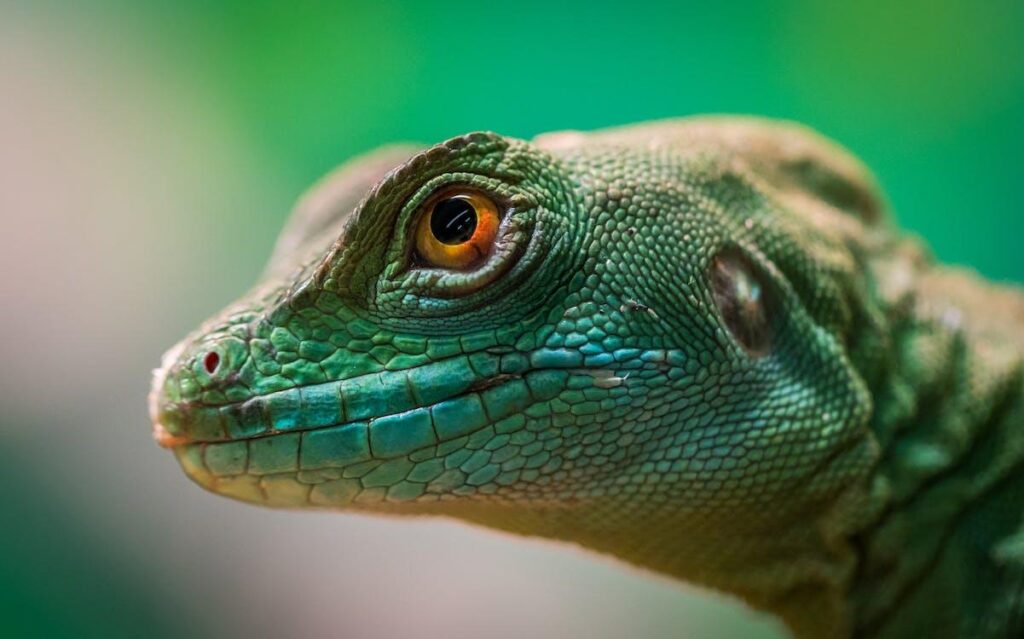 Reptile care