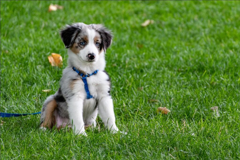 Customizing Dog Walks to Your Dog's Needs