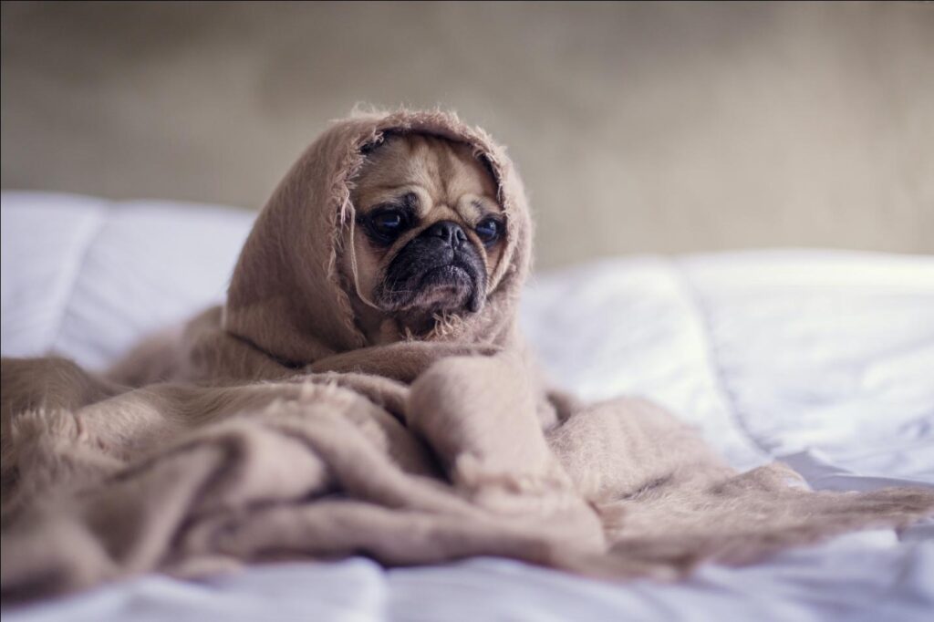 A pug puppy wrapped in a blanket