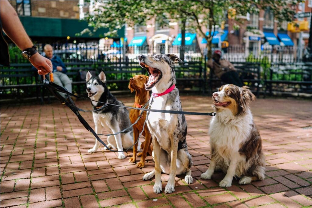 Group Walks vs Individual Dog Walks: What’s Best for Your Furry Friend
