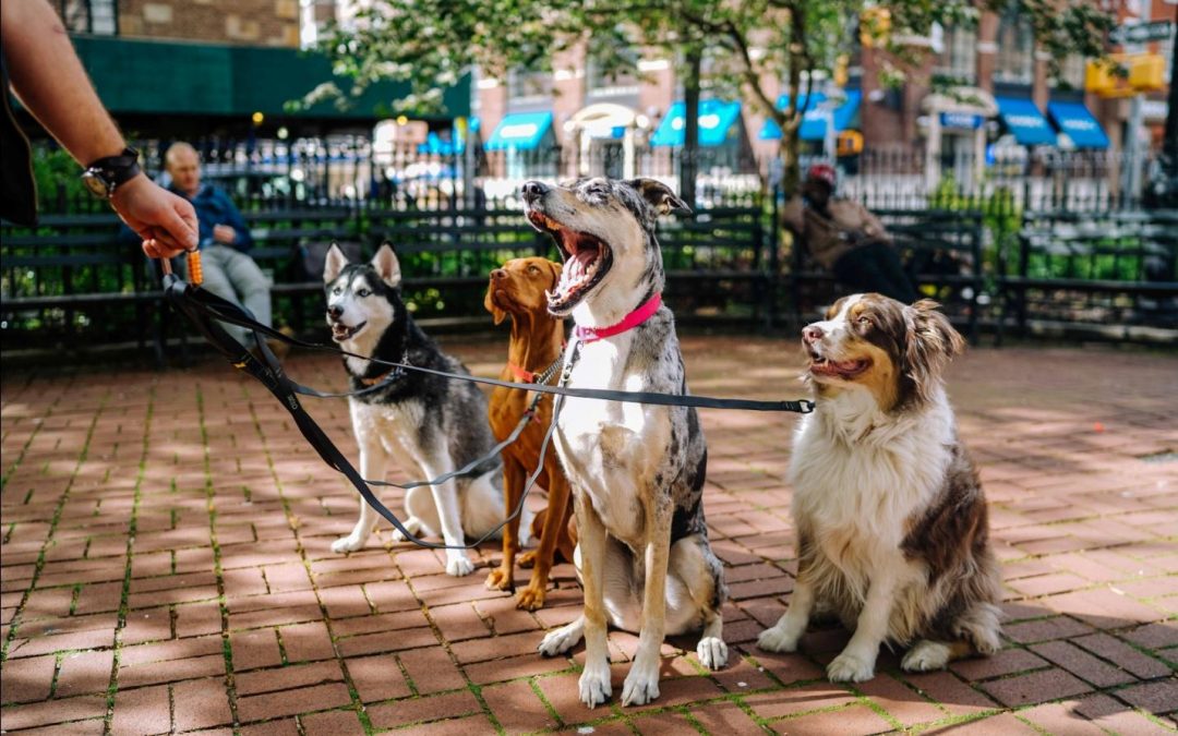 Group Walks vs Individual Dog Walks: What’s Best for Your Furry Friend