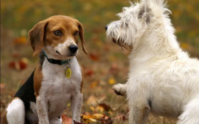 The Impact of Socializing on Your Pup’s Health: Why It Matters