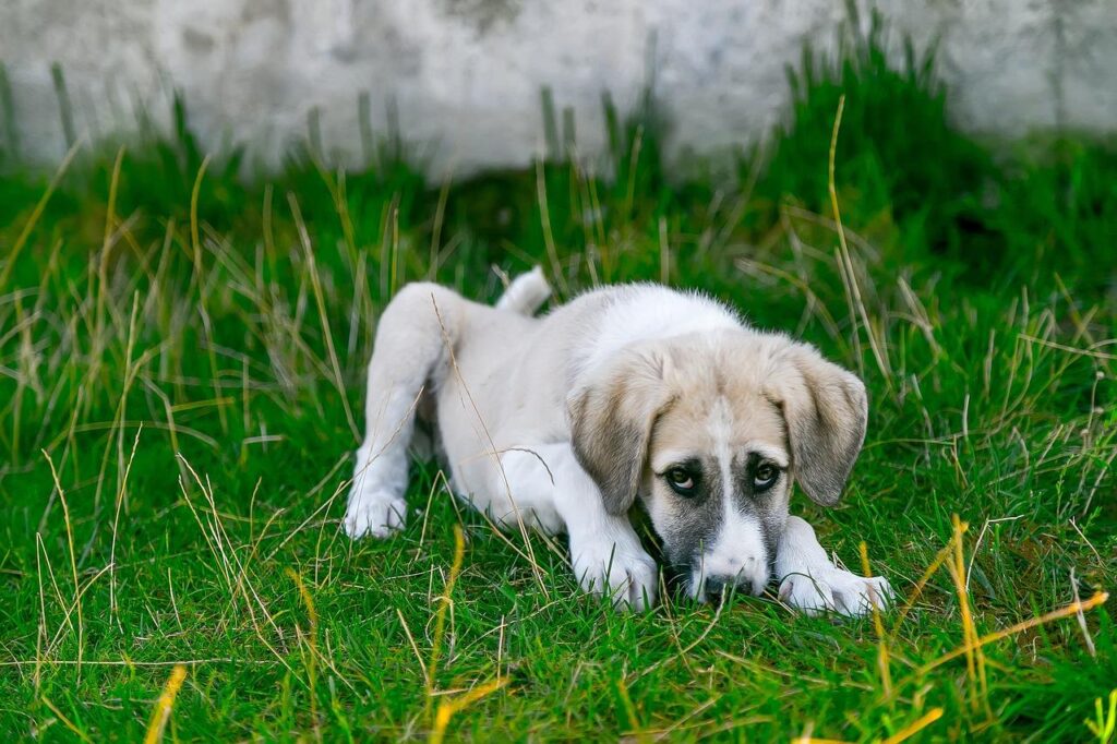 A sick dog feeling lethargic