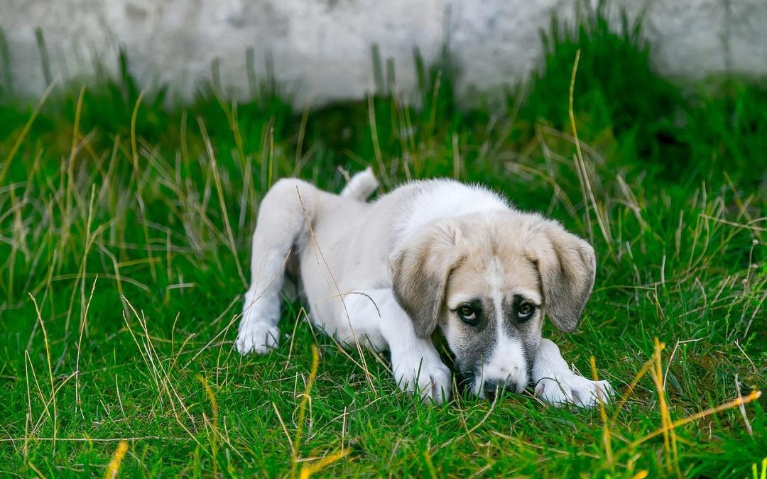 Understanding Parvovirus in Puppies: Symptoms, Prevention, and Treatment