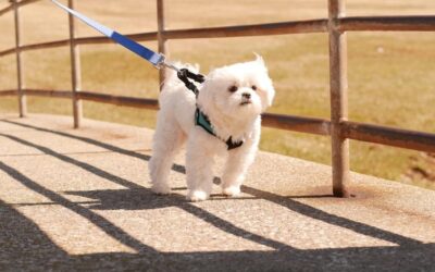 Puppy’s First Walk: How to Build Safe and Healthy Walking Habits Early