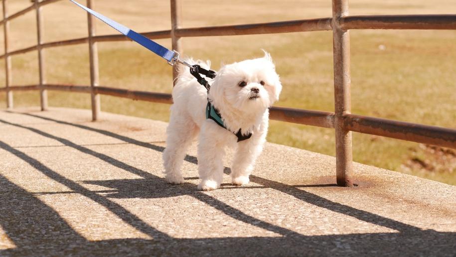 Puppy’s first walk