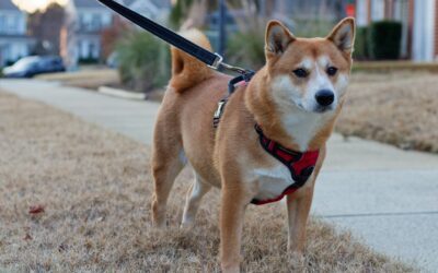 From Zoomies to Zen: How Regular Walks Help Calm High-Energy Dogs