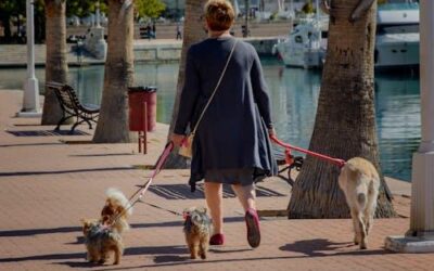 Senior Dog Walks: How to Keep Older Pups Active Without Overdoing It