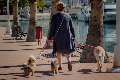 Senior dog walks
