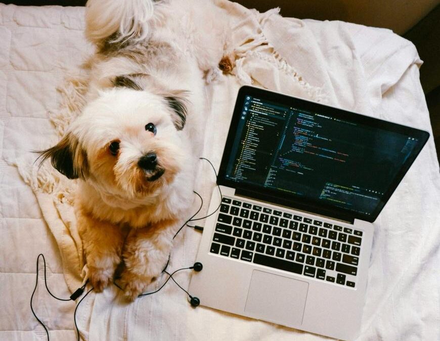 Keeping dogs active during the workweek