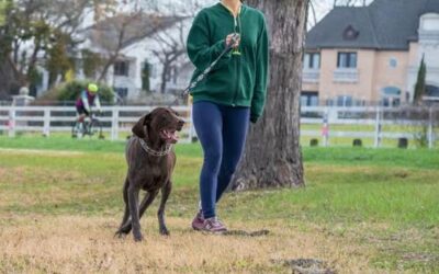 Rain or Shine: How Seattle Weather Shapes Your Seattle Dog Walking Routine