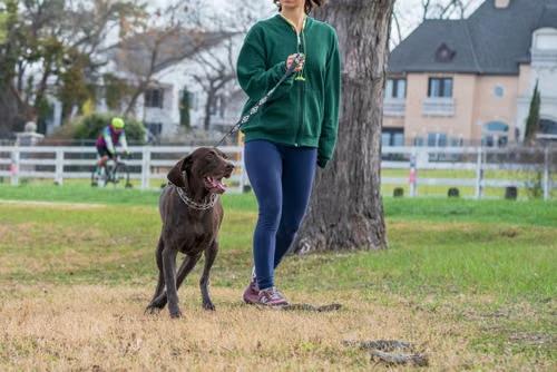 Seattle dog walking routine