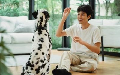 Reading the Signals: A Pet Parent’s Guide to Understanding Canine Body Language