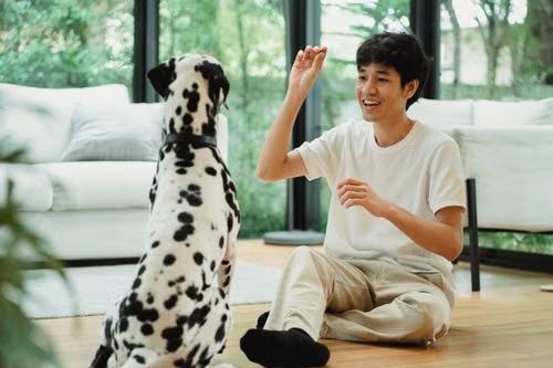Reading the Signals: A Pet Parent’s Guide to Understanding Canine Body Language