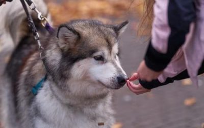The Pet Parent’s Guide to Medication Routines During Pet Sitting