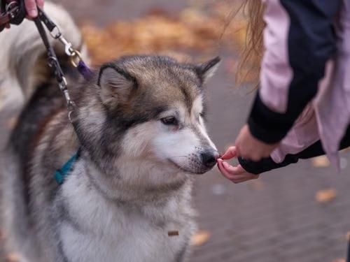 Dog receiving medication during pet sitting