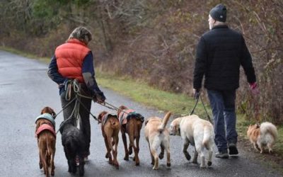 When Your Pet’s Routine Changes: How Walkers and Sitters Help Keep Life Steady