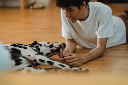 Pet sitter consultation