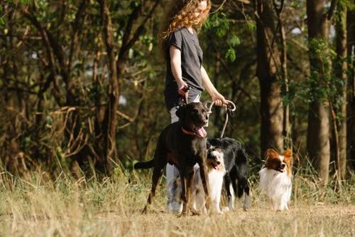 types of dog walks