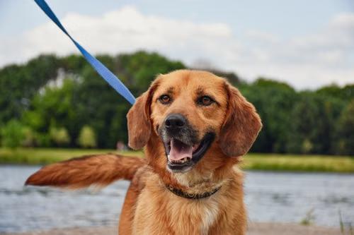 leash manners for dogs
