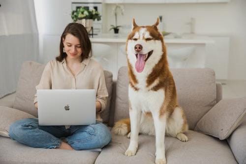 dog routine for hybrid work