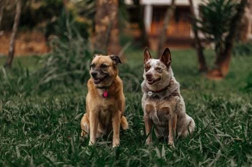 Choosing a dog breed