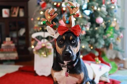 Dog holiday safety